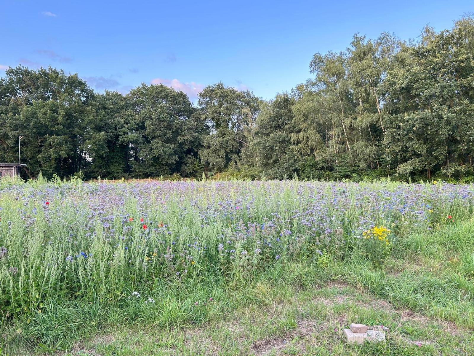 Xantener Ferienhaus Heeser Weg Kültér fotó