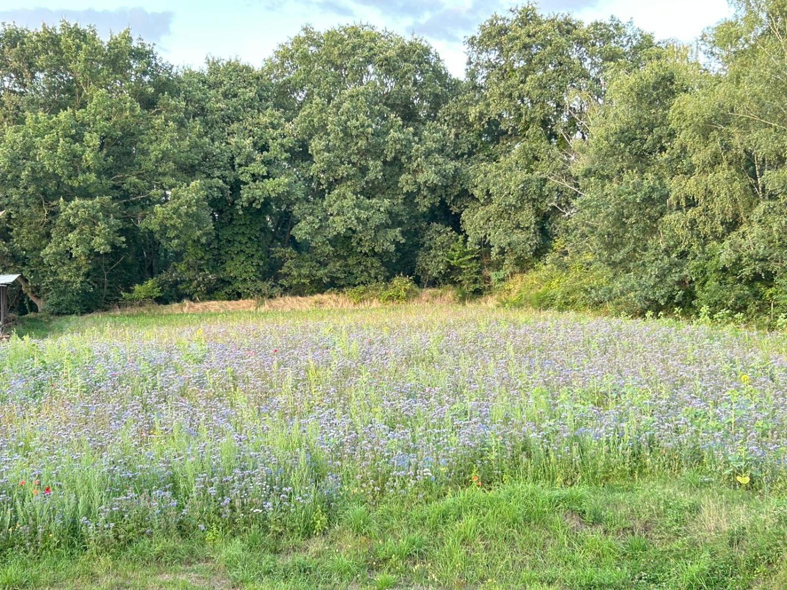 Xantener Ferienhaus Heeser Weg Kültér fotó